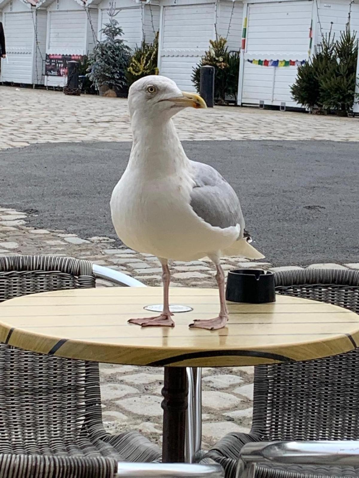 Maison De Vacances Entiere A 10 Mn De La Rochelle Dompierre-sur-Mer Екстер'єр фото